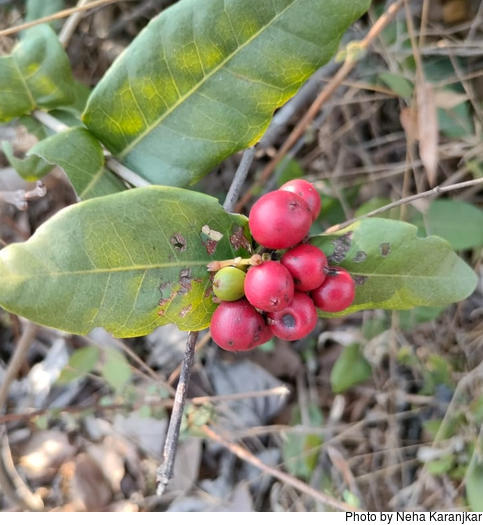 Ixora Coccinea