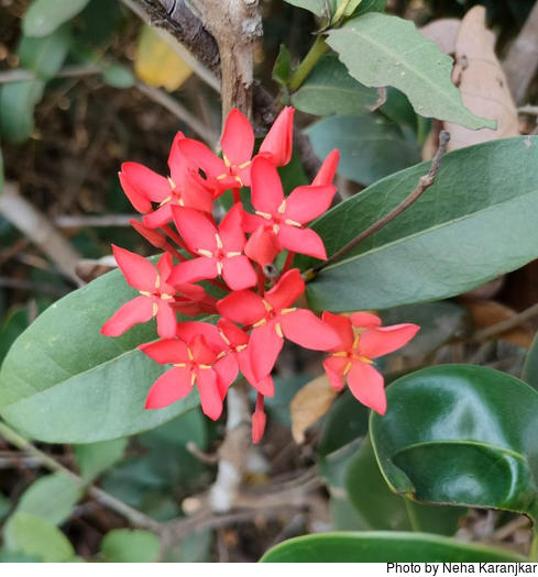 Ixora Coccinea